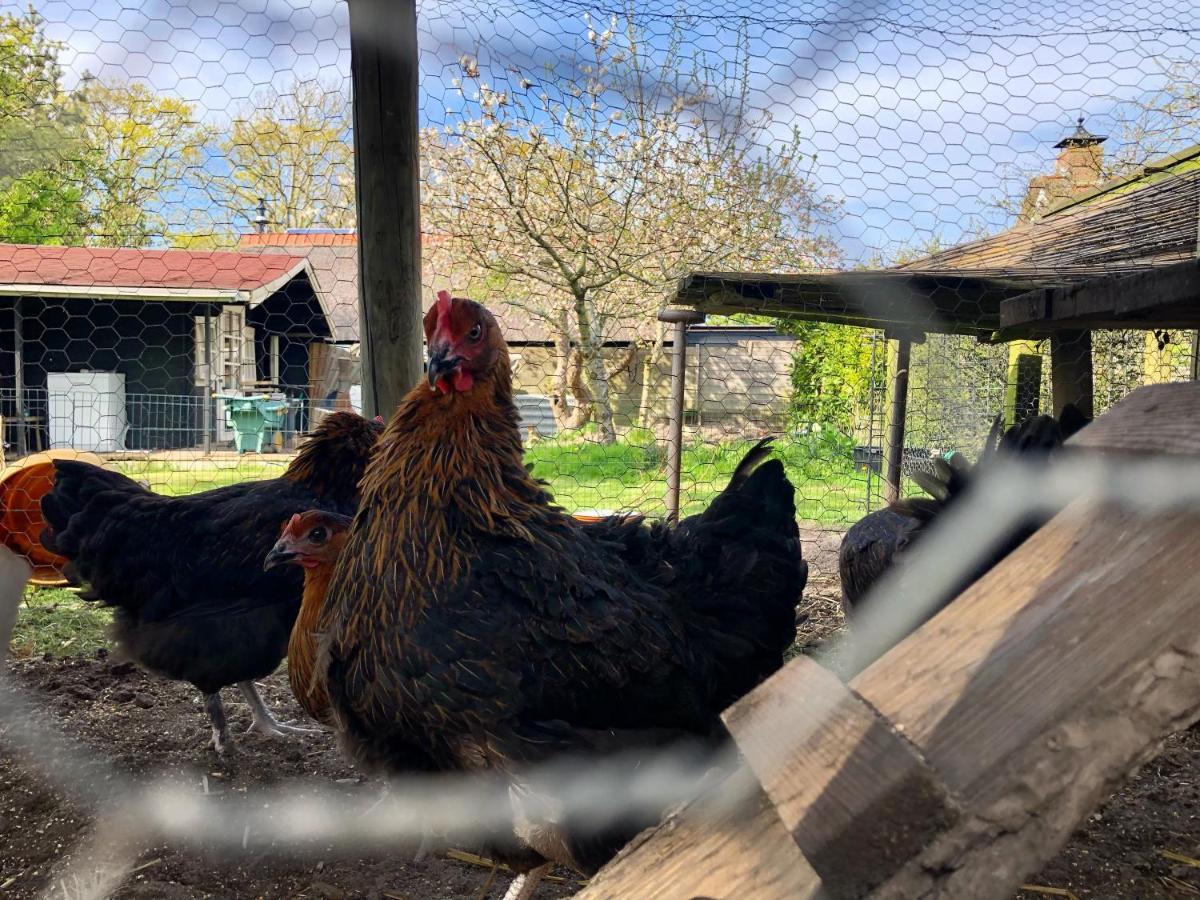 Hoeve Te Gast - Vakantieboerderij Groet Zewnętrze zdjęcie